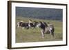 African Zebras 031-Bob Langrish-Framed Photographic Print