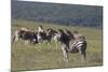 African Zebras 031-Bob Langrish-Mounted Photographic Print