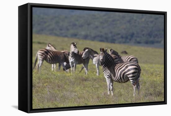 African Zebras 031-Bob Langrish-Framed Stretched Canvas