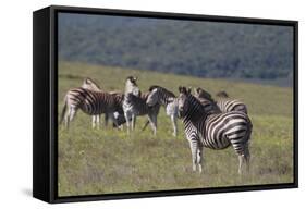 African Zebras 031-Bob Langrish-Framed Stretched Canvas