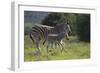 African Zebras 037-Bob Langrish-Framed Photographic Print