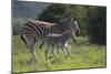 African Zebras 037-Bob Langrish-Mounted Photographic Print