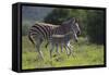 African Zebras 037-Bob Langrish-Framed Stretched Canvas