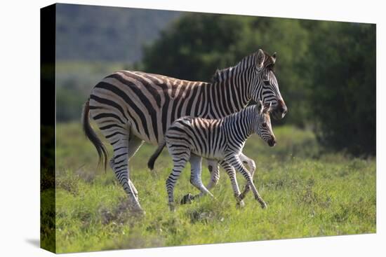 African Zebras 037-Bob Langrish-Stretched Canvas