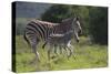 African Zebras 037-Bob Langrish-Stretched Canvas