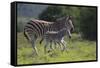 African Zebras 037-Bob Langrish-Framed Stretched Canvas