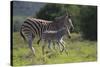 African Zebras 037-Bob Langrish-Stretched Canvas