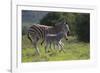 African Zebras 037-Bob Langrish-Framed Photographic Print