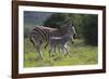 African Zebras 037-Bob Langrish-Framed Photographic Print