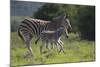 African Zebras 037-Bob Langrish-Mounted Photographic Print