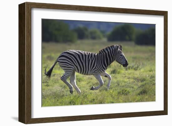 African Zebras 041-Bob Langrish-Framed Photographic Print
