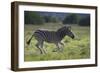 African Zebras 041-Bob Langrish-Framed Photographic Print