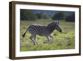 African Zebras 041-Bob Langrish-Framed Photographic Print