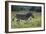 African Zebras 041-Bob Langrish-Framed Photographic Print