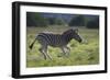 African Zebras 041-Bob Langrish-Framed Photographic Print