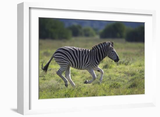 African Zebras 041-Bob Langrish-Framed Photographic Print