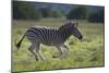 African Zebras 041-Bob Langrish-Mounted Photographic Print