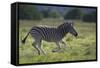 African Zebras 041-Bob Langrish-Framed Stretched Canvas