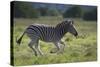 African Zebras 041-Bob Langrish-Stretched Canvas