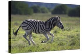 African Zebras 041-Bob Langrish-Stretched Canvas