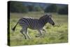 African Zebras 041-Bob Langrish-Stretched Canvas