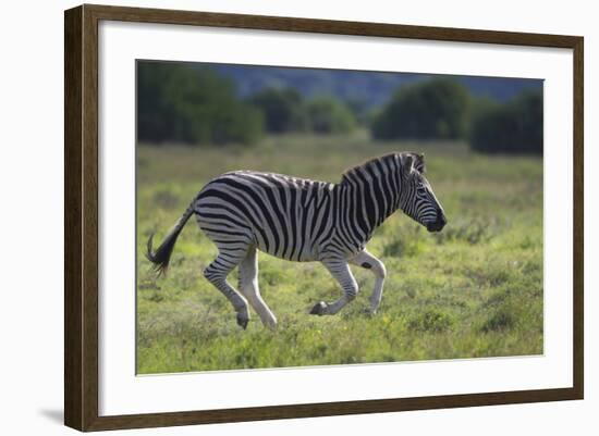 African Zebras 041-Bob Langrish-Framed Photographic Print