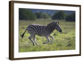 African Zebras 041-Bob Langrish-Framed Photographic Print