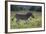 African Zebras 041-Bob Langrish-Framed Photographic Print