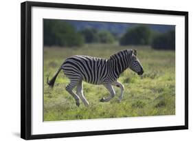 African Zebras 041-Bob Langrish-Framed Photographic Print