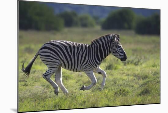 African Zebras 041-Bob Langrish-Mounted Photographic Print