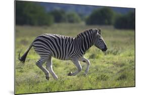 African Zebras 041-Bob Langrish-Mounted Photographic Print