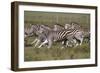 African Zebras 059-Bob Langrish-Framed Photographic Print