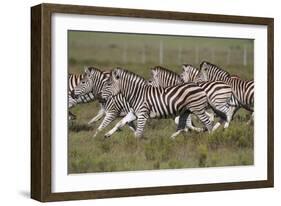 African Zebras 059-Bob Langrish-Framed Photographic Print