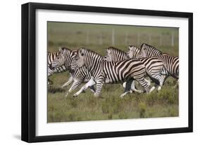 African Zebras 059-Bob Langrish-Framed Photographic Print