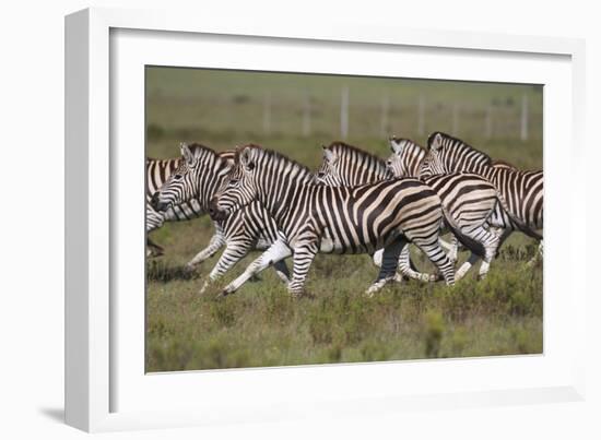 African Zebras 059-Bob Langrish-Framed Photographic Print