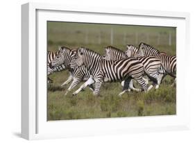 African Zebras 059-Bob Langrish-Framed Photographic Print