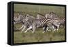 African Zebras 059-Bob Langrish-Framed Stretched Canvas