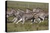 African Zebras 059-Bob Langrish-Stretched Canvas