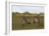 African Zebras 062-Bob Langrish-Framed Premium Photographic Print