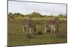 African Zebras 062-Bob Langrish-Mounted Premium Photographic Print