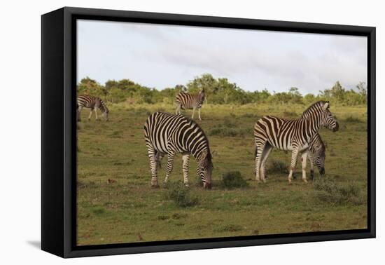 African Zebras 062-Bob Langrish-Framed Stretched Canvas