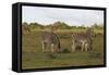 African Zebras 062-Bob Langrish-Framed Stretched Canvas
