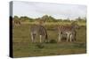 African Zebras 062-Bob Langrish-Stretched Canvas