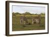 African Zebras 062-Bob Langrish-Framed Photographic Print