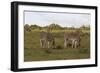 African Zebras 062-Bob Langrish-Framed Photographic Print