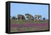 African Zebras 063-Bob Langrish-Framed Stretched Canvas