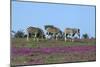 African Zebras 063-Bob Langrish-Mounted Photographic Print