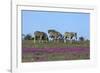 African Zebras 063-Bob Langrish-Framed Photographic Print