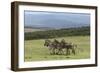 African Zebras 065-Bob Langrish-Framed Photographic Print