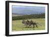 African Zebras 065-Bob Langrish-Framed Photographic Print